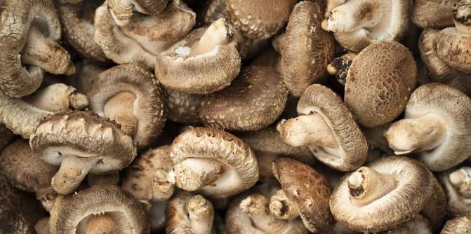 Kết quả của nhóm nghiên cứu cho thấy, mặc dù nấm đông cô, nấm sò, nấm maitake có lượng axit amin ergothioneine cao hơn nấm mỡ, nấm cremini và nấm portobello, việc bổ sung bất cứ loại nấm nào vào chế độ ăn hàng ngày cũng giúp người ăn có nguy cơ mắc bệnh ung thư thấp hơn. Ảnh: Getty.