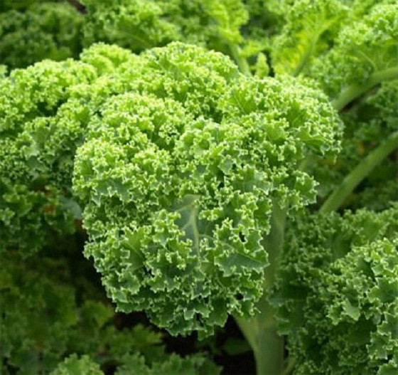 Cải xoăn có hàm lượng Vitamin K cao, cần thiết cho cơ thể của bạn. Bổ sung cải xoăn sống trong chế độ ăn uống của bạn để cải thiện quá trình tiêu hóa và ngăn ngừa các vấn đề về dạ dày như khó tiêu và đầy hơi.