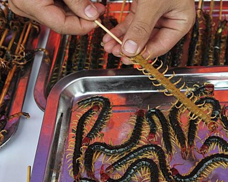 Trong khi đó, nhiều người cho rằng món ăn kinh dị này có vị giống vỏ tôm.