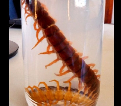 Không chỉ chế biến rết thành món ăn, người ta còn ngâm rượu rết. Trong Đông y, rết, còn có nhiều tên gọi khác nhau như ngô công hay thiên long, được sử dụng làm thuốc từ rất lâu.