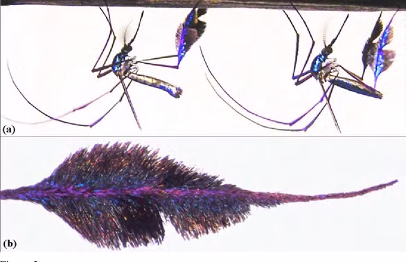 Loai muoi dep nhat the gioi khien nhiep anh gia phai chiu dau de chup-Hinh-4