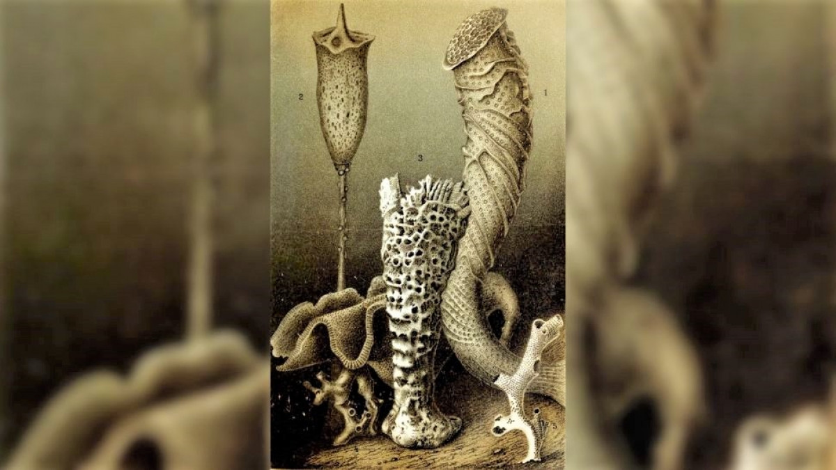 Nhung dong vat song lau nhat tren Trai Dat-Hinh-8