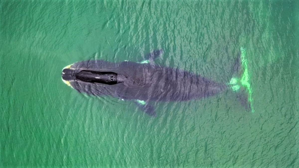 Nhung dong vat song lau nhat tren Trai Dat