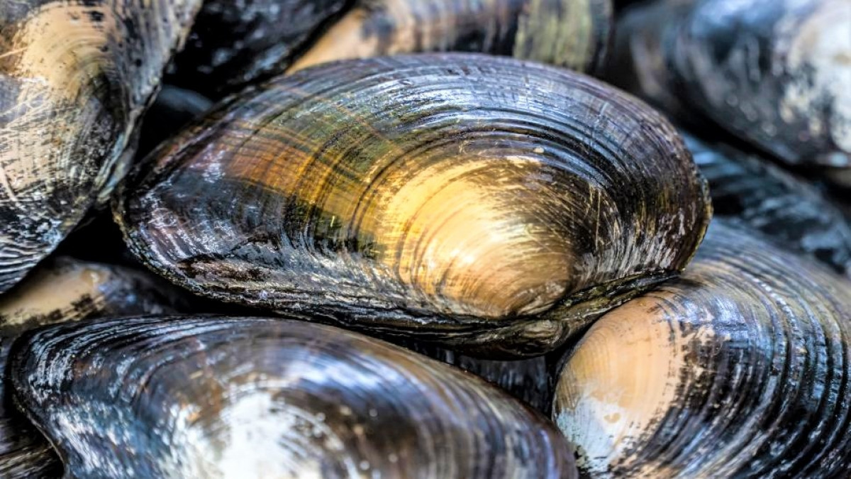 Nhung dong vat song lau nhat tren Trai Dat-Hinh-3