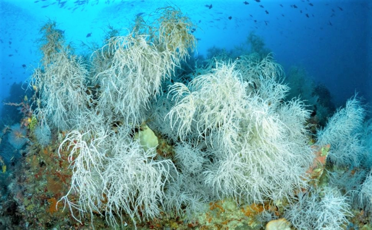 Nhung dong vat song lau nhat tren Trai Dat-Hinh-7