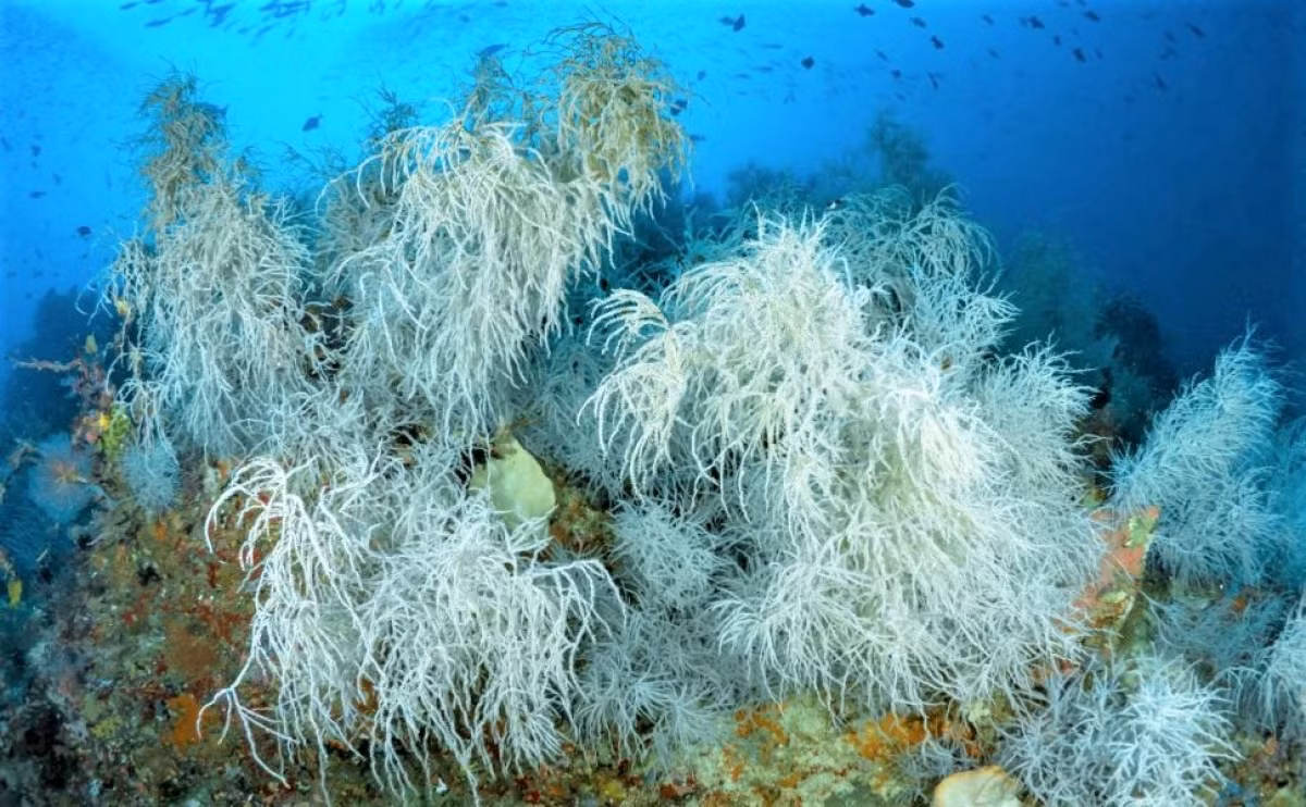 Nhung dong vat song lau nhat tren Trai Dat-Hinh-7