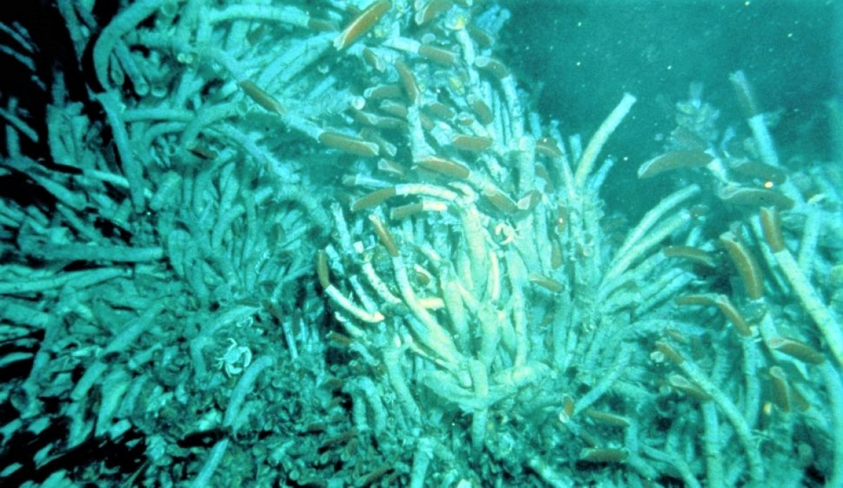 Nhung dong vat song lau nhat tren Trai Dat-Hinh-5