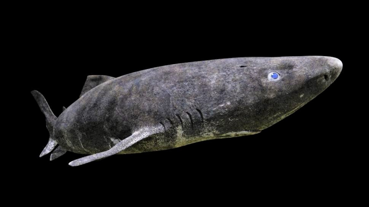 Nhung dong vat song lau nhat tren Trai Dat-Hinh-4