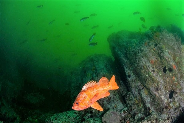 Nhung dong vat song lau nhat tren Trai Dat-Hinh-2