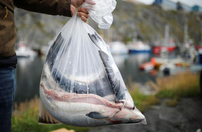 Người đàn ông "khoe" túi cá hồi mới đánh bắt được tại bến cảng ở Nuuk ngày 7/9.