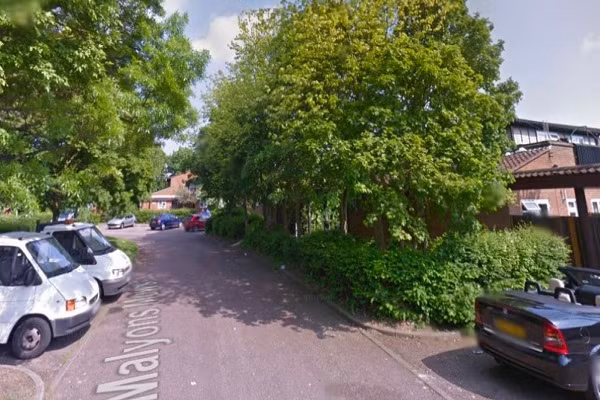 Cu ong bi danh tu vong khi dat cho di dao