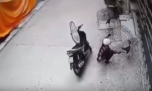 Thanh niên đi xe máy trộm gà chọi.