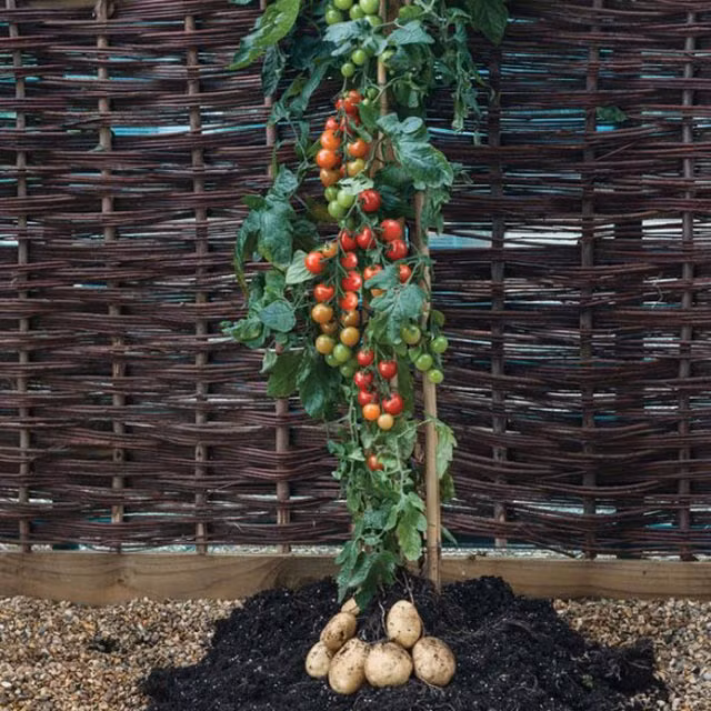 TomTato cho khoảng 500 trái ngon ngọt với nhiều vitamin hơn hẳn cây cà chua bình thường trong suốt mùa hè.