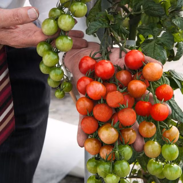 Cây ghép TomTato này là một giải pháp vô cùng hiệu quả cho những nhà phố với diện tích chật hẹp.