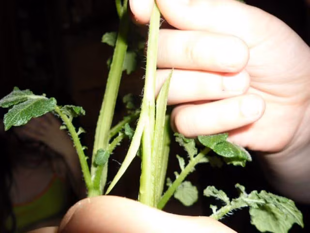 Để có được một cây TomTato thích mắt như trên, chúng ta cần có cây cà chua con và cây khoai tây. Tiến hành cắt ghép ngọn cà chua với gốc khoai tây. Chú ý dùng lưỡi dao sắc, cắt vát nhọn và dẹt phần ngọn cà chua, sau đó xẻ đôi thân khoai tây và ghép chúng lại với nhau. Phần quấn quanh chỗ ghép cần quấn vừa khít không nên chặt quá. Nên gắn thêm một vật thẳng, cứng ở chỗ ghép để thân cà chua và cây khoai tây tạo thành một đường thẳng.