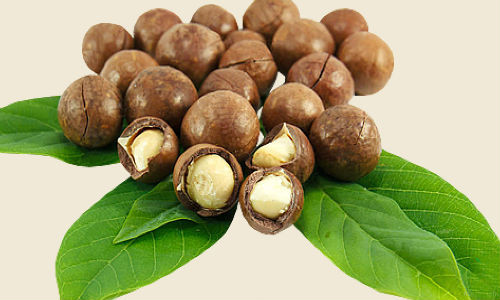 Hạt mắc ca có nhiều công dụng tốt cho sức khỏe.