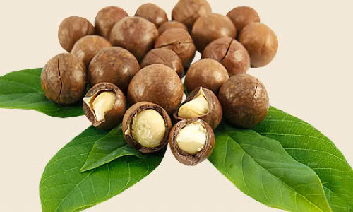 Hạt mắc ca có nhiều công dụng tốt cho sức khỏe.