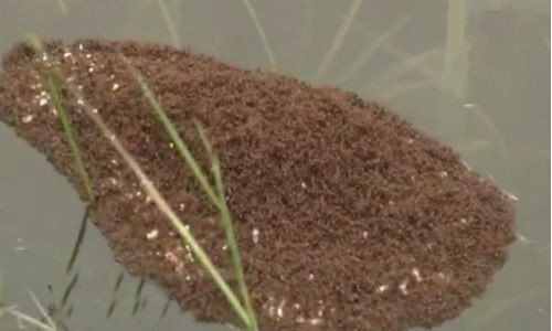 Cảnh đàn kiến kết bè vượt lũ.