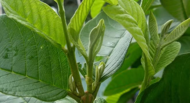 Lá ổi là một trong những vị thuốc chữa bệnh tiểu đường.