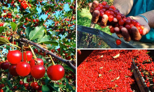 Thu hoạch cherry rất nhanh gọn ở nước ngoài.