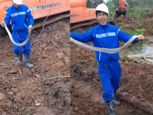 Thanh niên tự tay mình bắt con rắn hổ mang nặng 2kg.