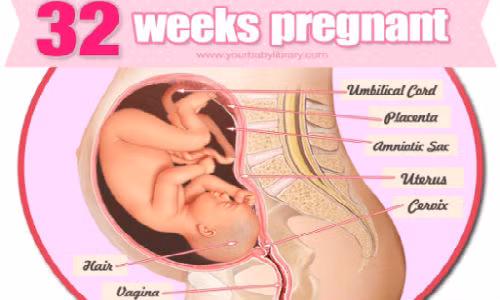 Thai nhi 32 tuần tuổi.