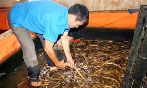 Không có chuyện vỗ béo lươn bằng thuốc tránh thai.