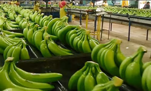 Dây chuyền thu hoạch chuối khoa học và hiệu quả ở Costa Rica.