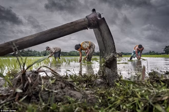 Tác phẩm “Trồng lúa” của tác giả Sujan Sarkar, Ấn Độ, đoạt giải thưởng cao nhất của cuộc thi. Nó mô tả cảnh một gia đình làm việc trên ruộng lúa ở Tây Bengal, Ấn Độ. Corinne Dufka, một thành viên của ban tổ chức cuộc thi, nhận định, bức ảnh miêu tả thành công một hoạt động nông nghiệp. Ảnh: Sujan Sarkar.