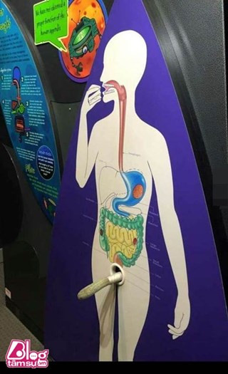 Sơ đồ tiêu hóa rất cụ thể và chi tiết...