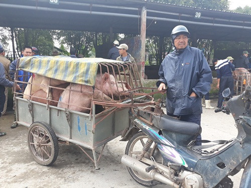 Sau đó lợn được được đưa lên xe tải đi tiêu thụ, phân phối khắp các tỉnh thành