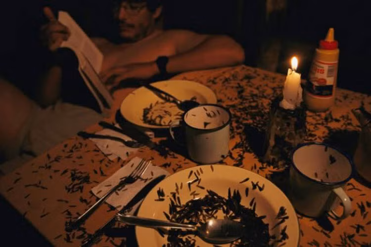 Những con mối bò trên bàn ăn trong một túp lều của du khách khám phá vườn quốc gia Madidi, Bolivia.