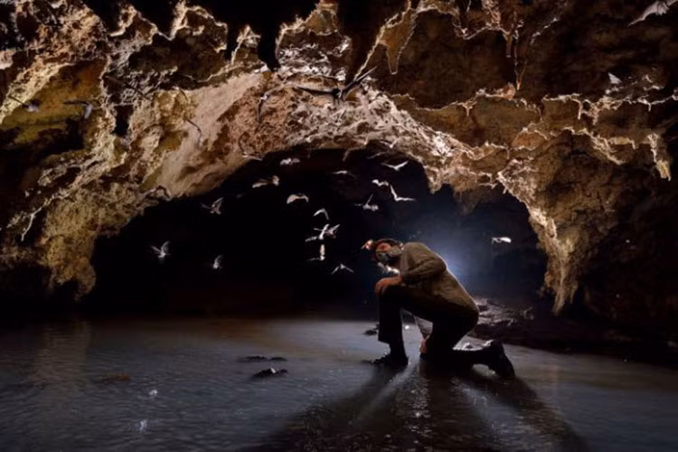 Đàn dơi bay trên đầu một người thám hiểm đang cúi mình trong một hang động đá vôi ở Tabasco, Mexico.