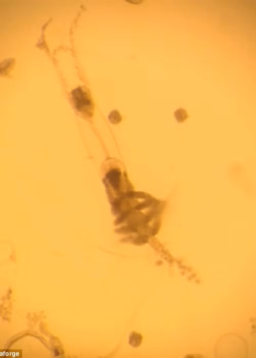 Phat hien quai vat bien co the mo ao nhu tang hinh, 8 chan-Hinh-3