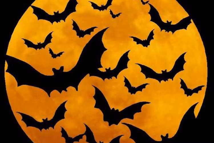 Truyền thuyết về loài dơi: Theo văn hóa dân gian, dơi là một trong những loài vật gắn liền với phù thủy. Nếu ai đó nhìn thấy một con rơi vào đêm Halloween thì sẽ là điềm báo xấu. Theo đó, nếu con dơi bay xung quanh một ngôi nhà 3 lần thì ai đó trong nhà sẽ chết sớm. Còn theo một truyền thuyết khác, nếu như dơi bay vào nhà bạn trong dịp Halloween thì đó là dấu hiệu cho thấy ngôi nhà của bạn bị ám bởi những linh hồn cư ngụ trong thân xác loài vật trên.