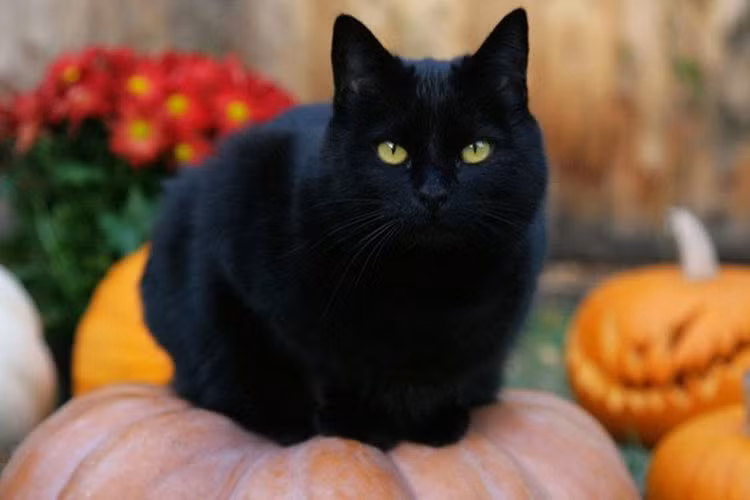 Bí ẩn về loài mèo đen: Mèo đen được coi là biểu tượng của sự không may mắn và thường được trang trí trên đồ dùng lễ hội Halloween. Loài vật này mang tiếng xấu từ thời trung cổ khi diễn ra các cuộc săn lùng phù thủy. Vào thời đó, mèo đen được coi là loài vật gắn liền với ma thuật đen tối hay quỷ dữ. Một truyền thuyết kể rằng, quỷ Satan đã biến thành một con mèo khi kết nối với phù thủy. Tuy nhiên, tại một số nước như Ireland, Scotland và Anh, một con mèo đen đi qua bạn thì đó là điềm may.