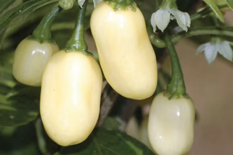 4. Ớt Habanero: Ớt Habanero có xuất xứ từ Mexico và Caribbean. Quả ớt có kích thước nhỏ nhưng vị lại hết sức cay. Điều tạo nên sự quý hiếm của ớt Habanero là sắc trắng. Ớt Habanero dễ trồng, cho sản lượng cao và thường được dùng làm gia vị ướp, nước chấm. Ngoài ra, ớt Habanero còn có loại màu sô cô la, vị cay vừa phải, dùng làm loại nước sốt Jamaica nổi tiếng khắp thế giới.