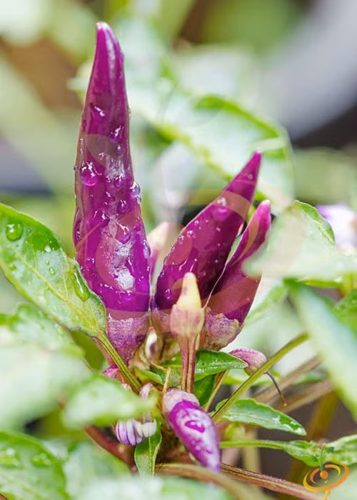 5. Ớt cảnh tím: Hiện nay, ớt không chỉ dừng lại là một loại gia vị mà còn là cây cảnh. Ớt cảnh tím có thân thấp, tán lá xoè rộng rất thích hợp làm cây trang trí trong nhà, văn phòng. Ớt cảnh tím cũng được xem là một trong những loại ớt độc đáo nhất thế giới, dễ trồng, dễ chăm sóc và đạt tỷ lệ nảy mầm lên đến 90%.