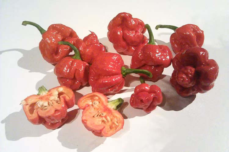 2. Ớt bọ cạp Trinidad Moruga: Xuất xứ từ vùng Moruga, tại Trinidad và Tobago, với lớp vỏ nhăn nheo, hình dạng khá giống với bộ não con người, ớt bọ cạp Trinidad Moruga thường được sử dụng để trưng bày. Bên cạnh đó, giống ớt này đã từng được công nhận cay nhất thế giới, đạt ngưỡng 2 triệu SHU vào ngày 13/2/2012 và được đánh giá là một trong những loại ớt có hương vị tuyệt vời, nên thử trong đời.
