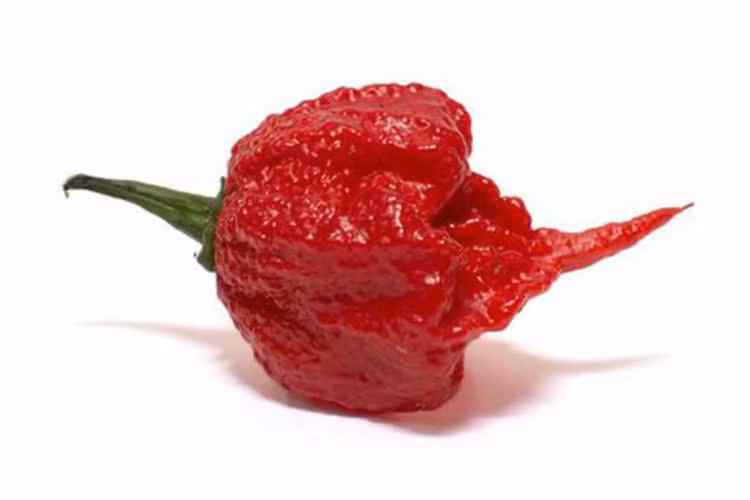 3. Ớt Carolina Reaper: Ớt Carolina Reaper đã soán ngôi vị cay nhất thế giới của Ớt bọ cạp Trinidad Moruga. Khoa học đã chứng minh vị của loài ớt này còn hơn cả bình xịt hơi cay chuyên dụng của cảnh sát. Theo sách kỷ lục thế giới Guinness, tính đến thời điểm hiện tại, giống ớt Carolina Reaper của ông Ed Currie là loại cay nhất trên thế giới.