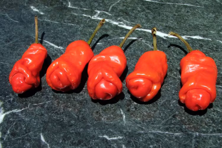 1. Ớt Willy: Sở dĩ ớt Willy được phong tặng danh hiệu "khêu gợi" bởi hình dáng của nó khá giống với "dương vật của nam giới". Ớt Willy dài khoảng 16cm, rộng 4 cm khi trưởng thành và có thể đạt kích thước đỉnh điểm đến 45cm. Ớt Willy được trồng phổ biến ở miền Đông Texas và Louisiana, có màu đỏ đặc trưng, ít cay, mùi thơm nhẹ và khá dễ ăn. Tuy nhiên với hình dáng nhạy cảm, loại ớt này khá kén người ăn, đặc biệt là các bạn nữ. Ở Việt Nam cũng đã gieo trồng loại ớt độc lạ nhất thế giới này và hạt giống khá đắt đỏ, đến 10.000đ/hạt.