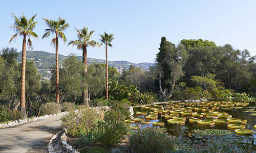 Hồ nước sen lá Amazon. Ảnh: Ambroise Tezenas