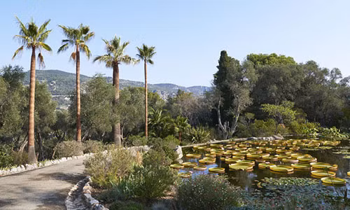 Hồ nước sen lá Amazon. Ảnh: Ambroise Tezenas