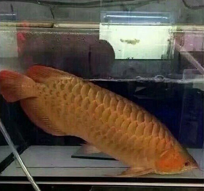 Một anh chàng xứ Trung từng khiến dân tình được phen sửng sốt khi lần đầu ra mắt đã quyết định trổ tài làm món cá kho. Tuy nhiên, tâm điểm của sự chú ý lại chính là nguồn gốc của món cá này.