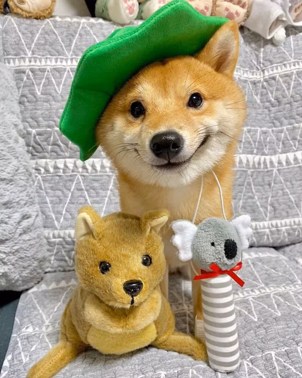  Chú chó có tên Uni, 9 tháng tuổi, thuộc giống Shiba Inu, đến từ Tokyo, Nhật Bản mới đây nhanh chóng trở nên nổi tiếng trên mạng xã hội nhờ loạt khoảnh khắc cười híp cả mắt rất đáng yêu.