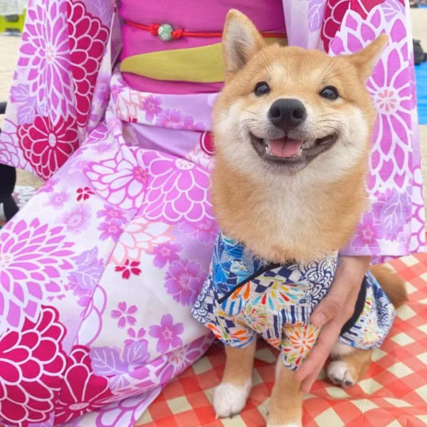 Chủ nhân của Uni chia sẻ, chú chó không thể ngừng mỉm cười mỗi khi có thứ gì đó ngon lành đặt trước mặt.