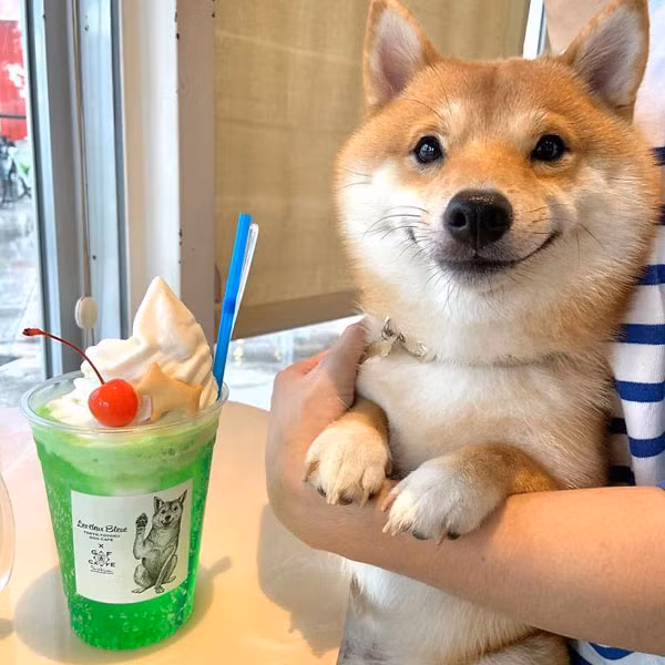 Dù được chủ cưng nhiều, mua sắm nhiều đồ chơi và có cuộc sống sung túc nhưng Uni hạnh phúc nhất là khi được cho đồ ăn.