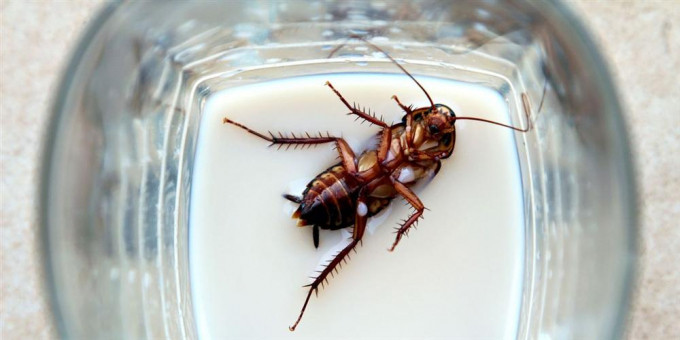 Bên cạnh đó, sử dụng chúng còn giúp tiết kiệm lương thực trong tương lai.