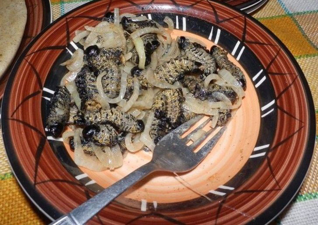 Hay những con sâu cũng trở thành món đặc sản ở Châu Phi.