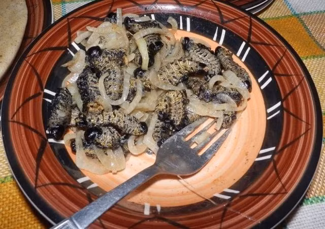 Hay những con sâu cũng trở thành món đặc sản ở Châu Phi.